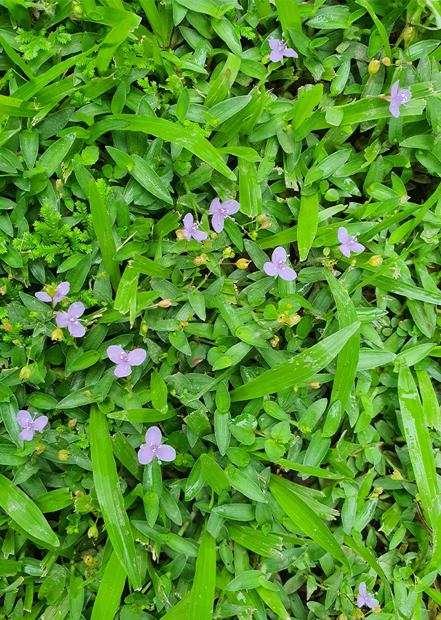 Penyebaran Rumput Tapak Burung