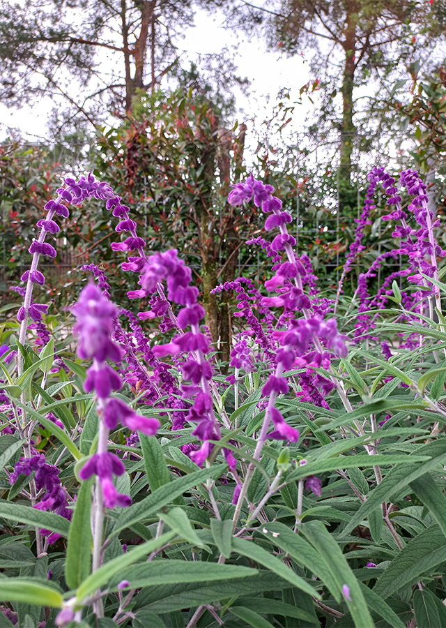 Penyebaran Salvia Ungu