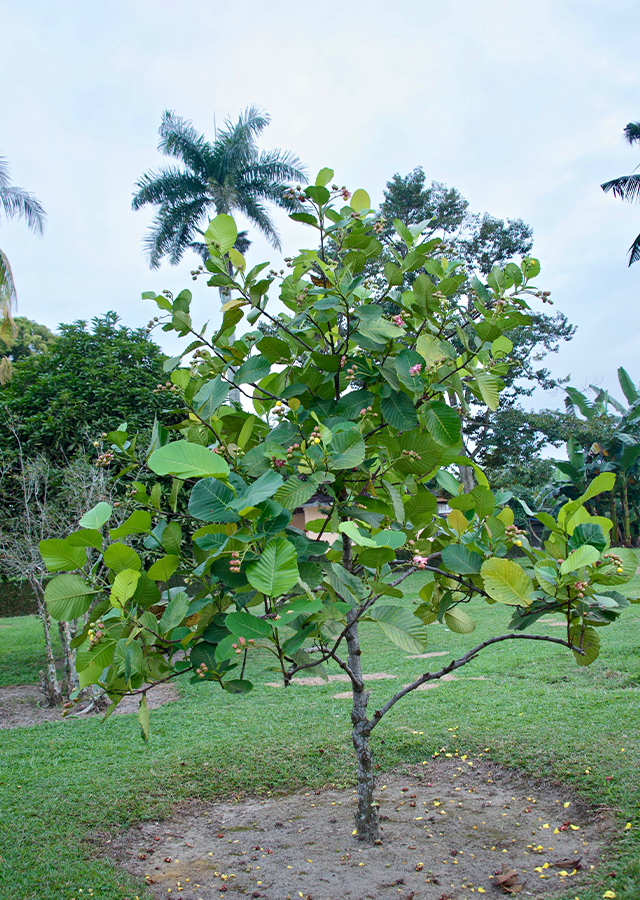 Penyebaran Simpur air