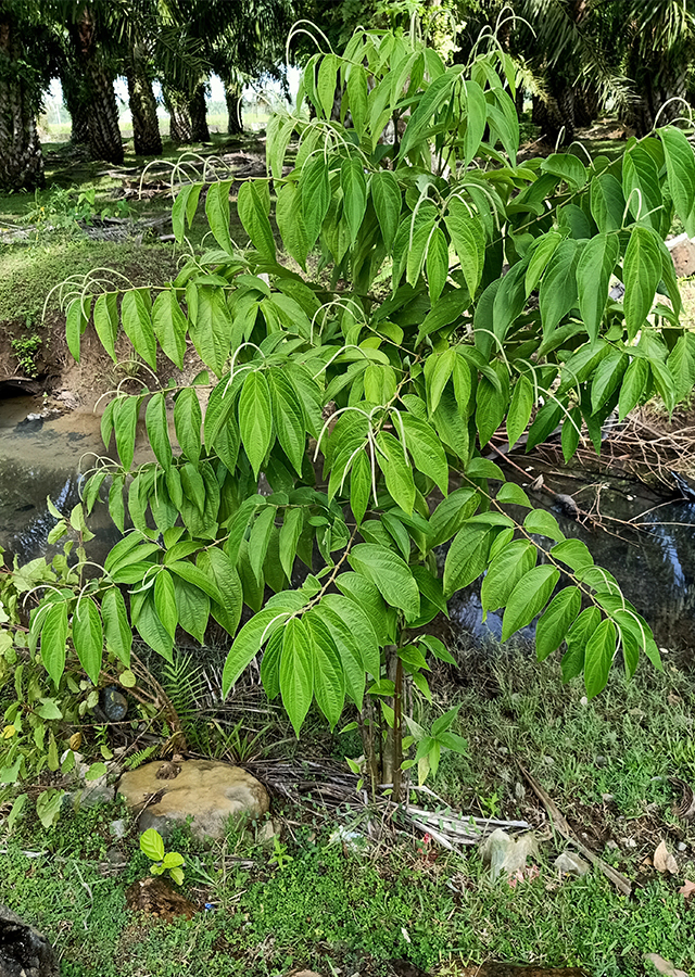 Penyebaran Sirih Hutan