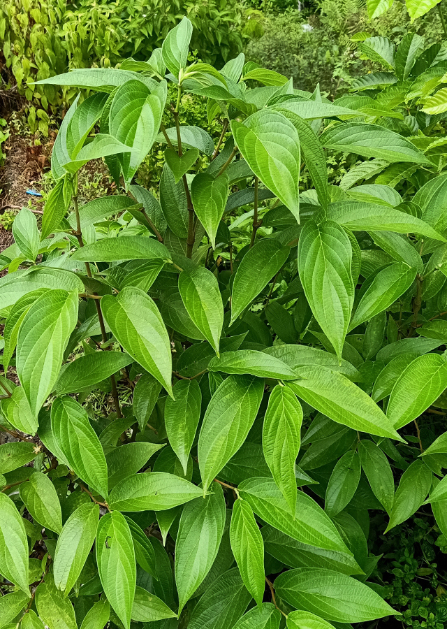 Penyebaran Sirih Hutan