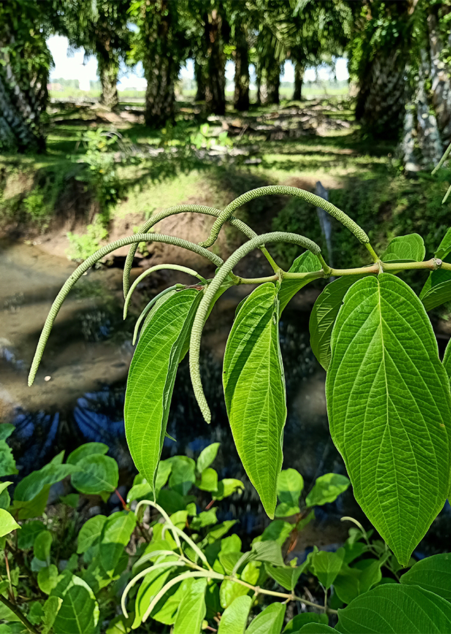 Penyebaran Sirih Hutan