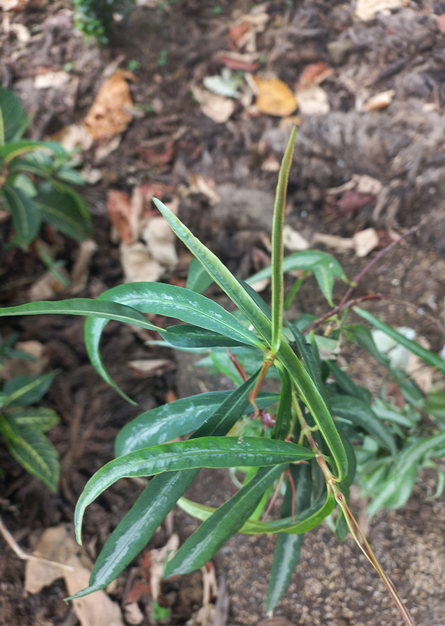 Penyebaran Soka Hutan