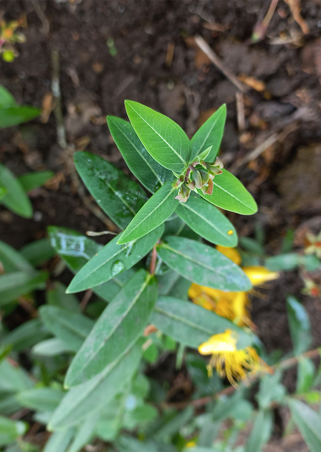 Penyebaran St. John's Wort