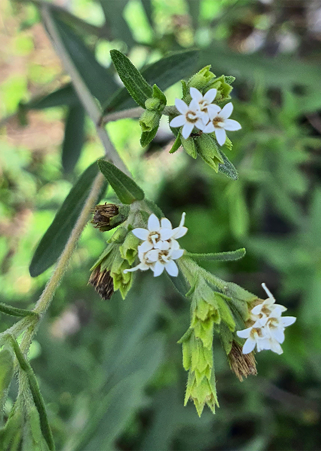 Penyebaran Stevia