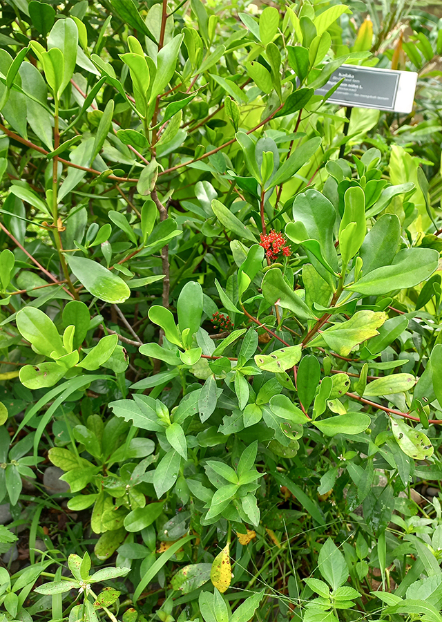 Penyebaran Taruntum Merah