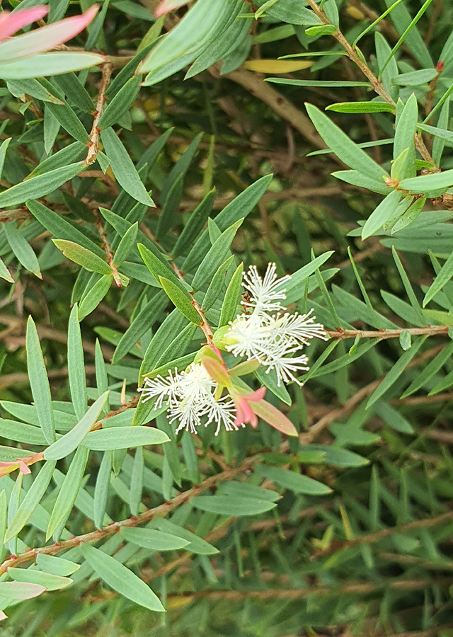 Penyebaran Tea tree