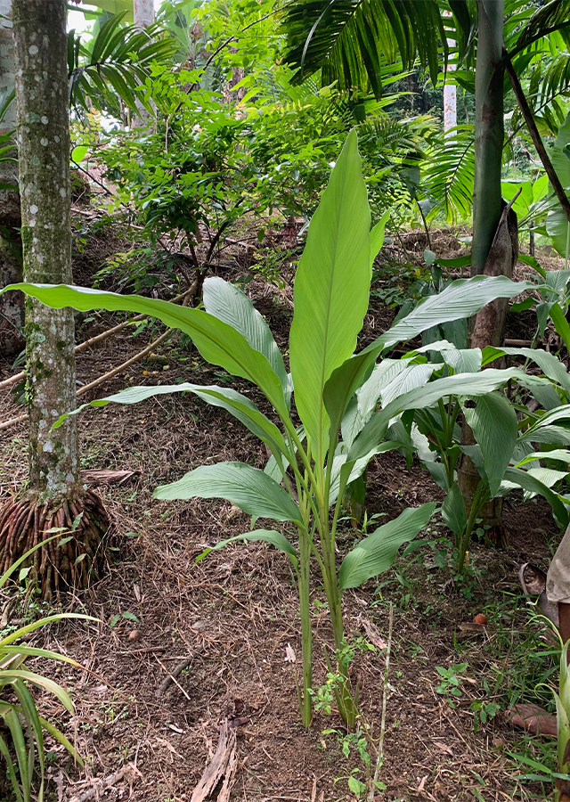 Penyebaran Temu Mangga