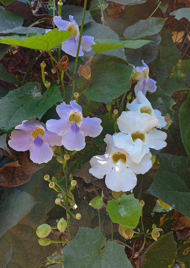 Penyebaran Thunbergia