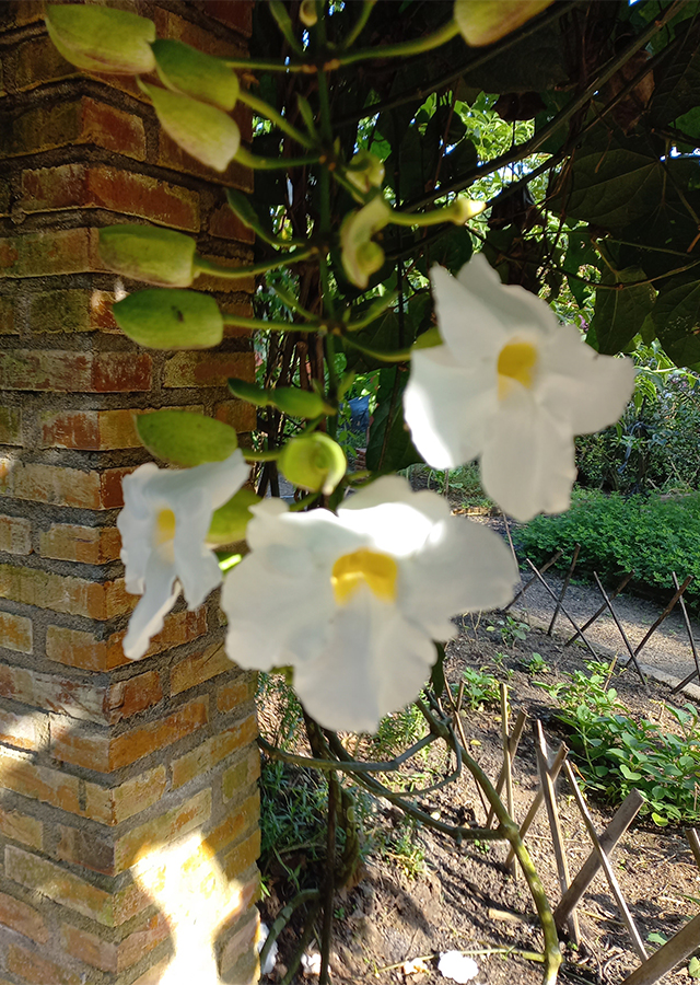 Penyebaran Thunbergia