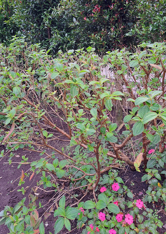 Penyebaran Tibouchina