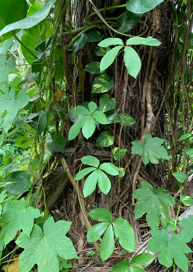 Penyebaran Uwi Daun Lima