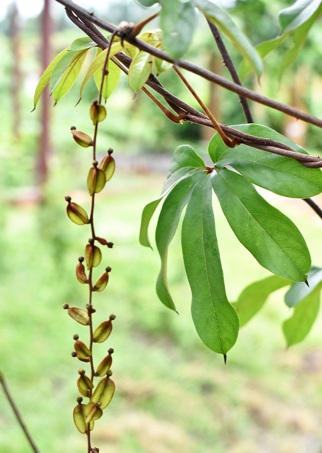 Penyebaran Uwi Daun Lima