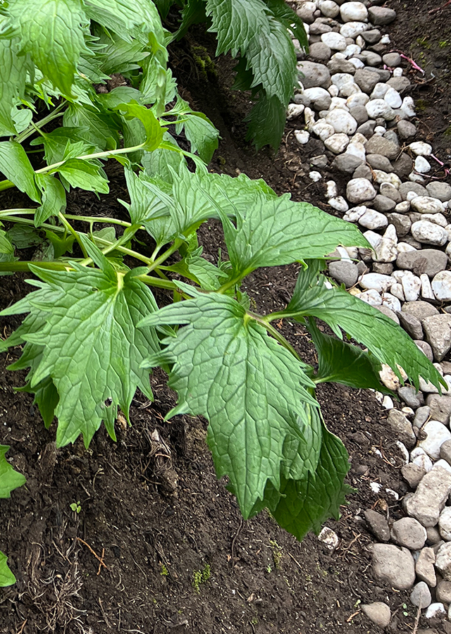 Penyebaran Valerian